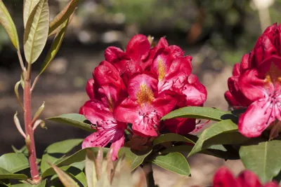 Produktbild von Rhododendron Hybr. 'Junifeuer', leuchtend rot, 40–50 cm