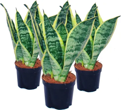 Obrázok produktu pre Sada 3 kusov Sansevieria trifasciata - žltozelené konope - 9 cm kvetiná?