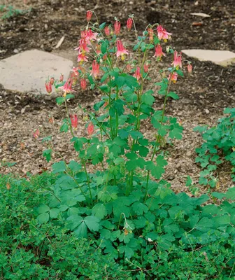 Produktbild von Aquilegia canadensis, Akelei, rot-gelb, ca. 9x9 cm Topf