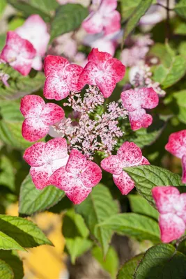 Zdjęcie produktu dla Hydrangea serrata 'Benigaku', hortensja japońska, różowa, 30-40 cm