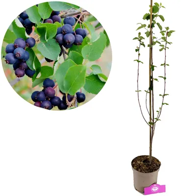 A collage showing a close-up of berries on a branch and a potted plant.