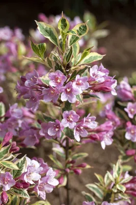Produktbild von Weigela florida 'Magical Rainbow', Weigelie, buntes Laub, 30–40 cm