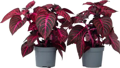 Image de Feuille de sang - Set de 2 - Iresine herbstii - Hauteur 20-30cm - ⌀13cm