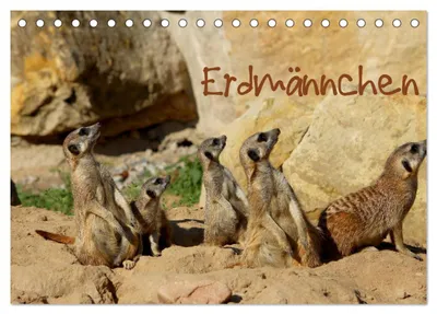 Produktbild von Erdmännchen (Tischkalender 2027 DIN A5 quer), CALVENDO Monatskalender