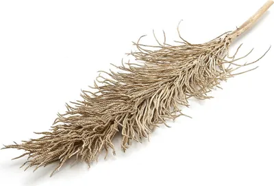 Produktbild von Cacho ingasso, Größe ca. 120cm | Palmenblüte