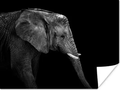 Produktbild von MuchoWow® Poster Elefant - Schwarz und weiß - Porträt - Tiere 160x120 cm - Foto Plakat