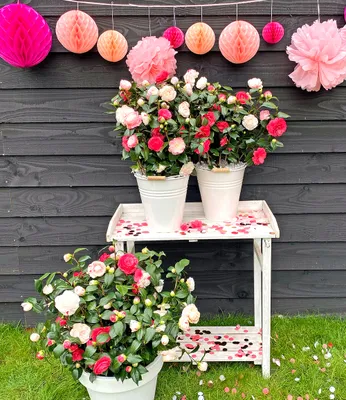 Produktbild von BALDUR Garten 1x Freiland-Kamelie Festival Tricolor, Pflanze im 15 cm-Topf, mehrfarbig blühend, winterhart, Wasserbedarf gering, für Standort im Schatten geeignet, blühend, Camellia japonica