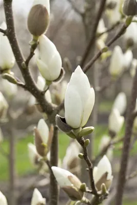 Produktbild von Magnolia denudata, Yulan-Magnolie, cremeweiß, 80–100 cm