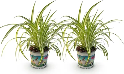 Immagine prodotto di Chlorophytum comosum Variegatum, 2 piante, Ø 12 cm, altezza 25-30 cm, pianta decorativa