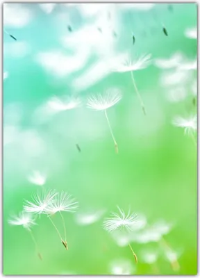 Produktbild von Blumen Motivpapier Briefpapier Pusteblumen im Wind (MPA-5201, DIN A4, 25 Blatt)