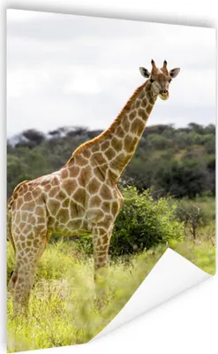 Produktbild von MuchoWow® Poster Giraffe - Pflanzen - Tier 80x120 cm - Papierdruck