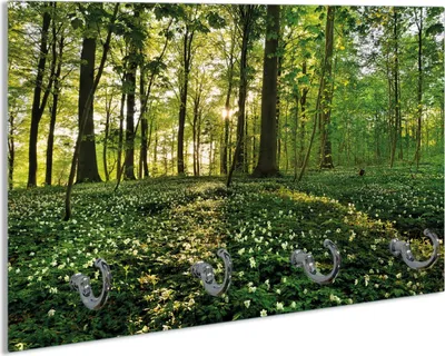Produktbild von Wallario Schlüsselbrett aus Glas, Motiv: Waldanemonen und Sonnenstrahlen im Wald, 30 x 20 cm mit 4 Haken