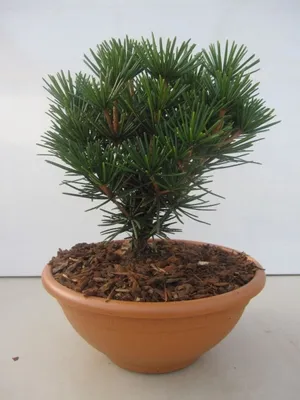 Produktbild von Sciadopitys verticillata Kobito - japanische Schirmtanne Kobito