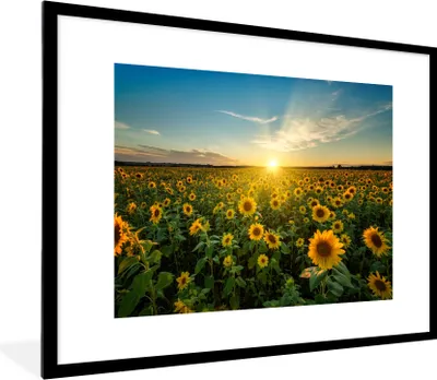 Produktbild von MuchoWow® Gerahmtes Poster Sonnenuntergang - Blumen - Sonnenblume - Horizont - Landschaft 80x60 cm - Poster mit Schwarzem Bilderrahmen Wandposter Rahmen Foto Bilder - Schlafzimmer-Dekorationen - Fotoposter