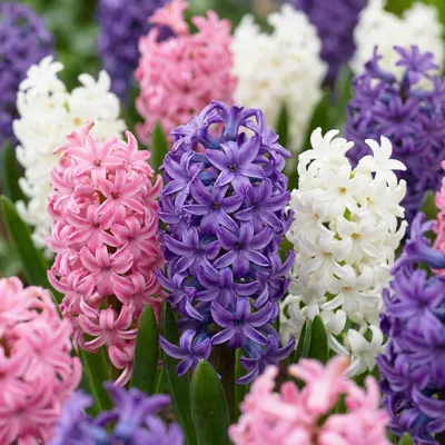 Produktbild von Green boutiQ - 40x Hyacinthus Pastel mix - Pastellhyazinthe - Pastel - Frühlingsblüher - Zwiebelgröße 14/15