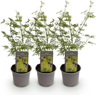 Produktbild von Acer palmatum Emerald Lace 3 Pflanzen 12cm Höhe 35cm Filigraner Japanischer
