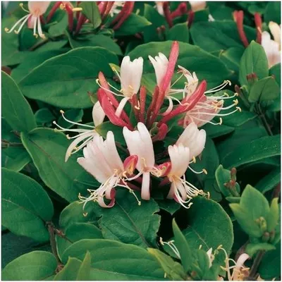 Image de Chèvrefeuille véritable Jelängerjelieber Red World – Plante grimpante parfumée Lonicera japonica 30–50 cm