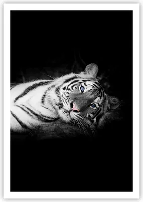 Produktbild von Poster - Poster ohne Rahmen - Weiß Tiger Schwarz und Weiß - 70x100 cm - Wand Bild - Wanddeko - Wandbilder - Kunstposter - Wandposter - Bilder - Kunstdruck - Wandbild - P2XPA70x100-4247