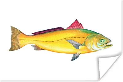 Produktbild von MuchoWow® Poster Fisch - Gold - Barsch 90x60 cm - Schlafzimmer