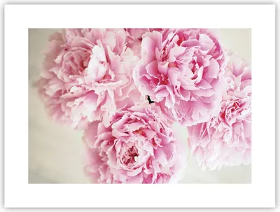 Produktbild von Poster - Poster ohne Rahmen - Pfingstrosen Blumenstrauß Blumen - 40x30 cm - Wand Bild - Wanddeko - Wandbilder - Kunstposter - Wandposter - Bilder - Kunstdruck - Wanddekoration - P2XAA40x30-4961