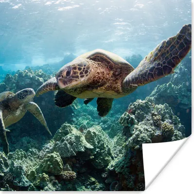 Produktbild von MuchoWow® Poster Zwei Meeresschildkröten 50x50 cm - Wohnzimmerdekoration
