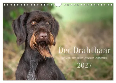 Produktbild von Der Drahthaar (Wandkalender 2027 DIN A4 quer), CALVENDO Monatskalender