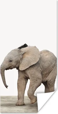 Produktbild von MuchoWow® Poster Baby-Elefant - Tiere - Kinder - Mädchen - Jungen 60x120 cm - Wandschmuck
