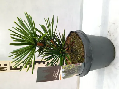 Produktbild von Sciadopitys verticillata 'Sternschnuppe' 35–50 cm Japanische Schirmtanne immergrün