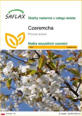 Zdjęcie produktu dla SAFLAX - Czeremcha - 10 Nasiona - Prunus avium