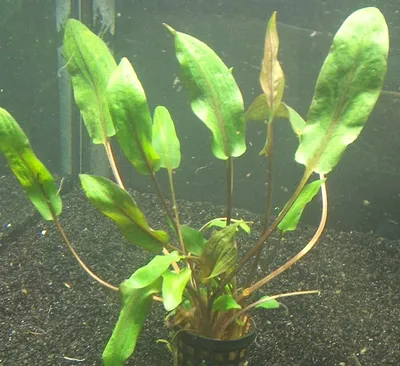 Produktbild von 1 Topf Cryptocoryne walkeri, Wasserpflanzen
