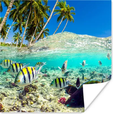 Produktbild von MuchoWow® Poster Meer - Fische - Korallen 50x50 cm - Wohnzimmerdekoration