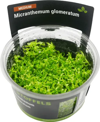 Produktbild von Stoffels Micranthemum glomeratum in-vitro