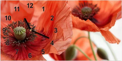 Produktbild von Wanduhr aus Glas mit Motiv Mohnblüten- 60 x 30 cm - inkl. Aufhängesystem