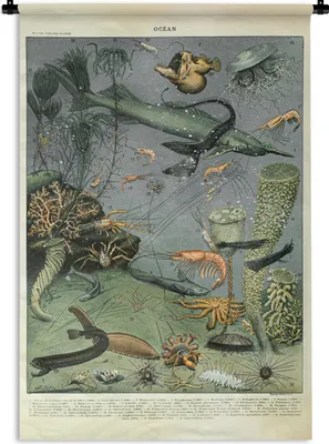 Produktbild von MuchoWow® Wandteppich Wandbehang Meerestiere - Korallen - Natur 120x180 cm Tapisserie Dekoration Wandtuch - Schlafzimmer - Dekorationen für das Haus