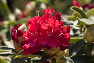 Produktbild von Rhododendron Hybr. 'Wilgen's Ruby', rot, 40–50 cm