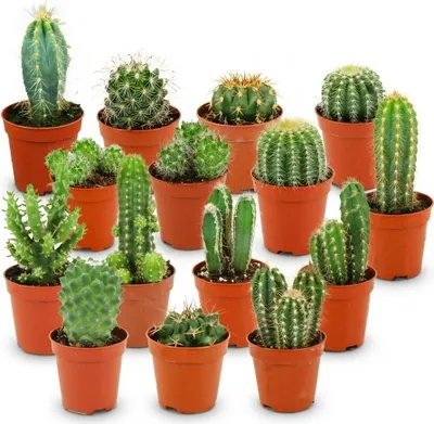 Obrázek produktu pro Sada mini kaktusu - 15 kaktusu - prumer 5,5cm - výška 5 - 10cm - nenárocné