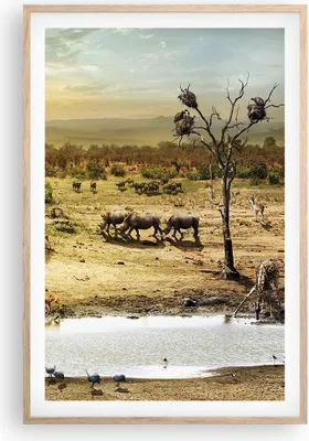 Produktbild von Gerahmtes Poster - Rahmen in heller Eiche - Safari Tiere - 61x91,5 cm - Wand Bild - Wanddeko - Wandbilder - Kunstposter - Wandposter - Bilderrahmen - Bilder - Kunstdruck - Wandbild - P2NPA61x91-3880