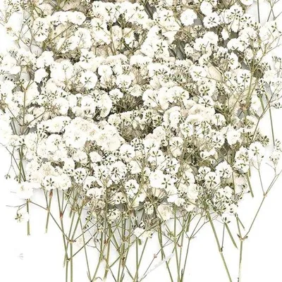 Immagine prodotto di Piccoli fiori secchi bianchi per candele fai da te e decorazioni