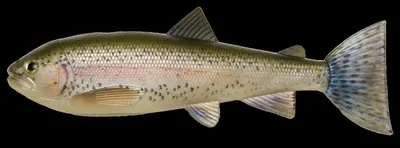 Produktbild von Pulz Bait Trout Skinz (Rainbow Trout)
