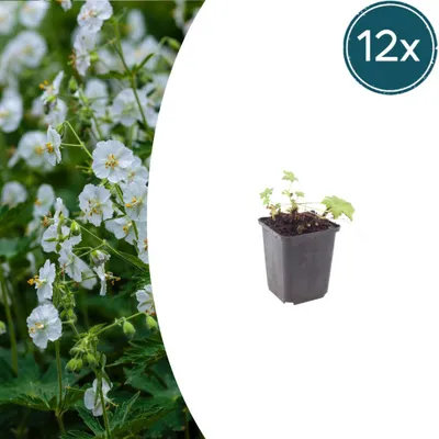 Image de Geranium macr. 'White Ness' | 12 pièces - 10-25cm - Ø9cm - Plante de jardin