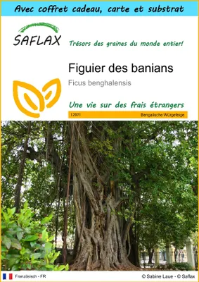 Image de SAFLAX Ensemble-cadeau - Figuier des banians - 20 graines - Ficus