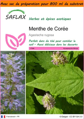 Image de SAFLAX Garden in the bag - Menthe de Corée - 1200 graines - Agastache
