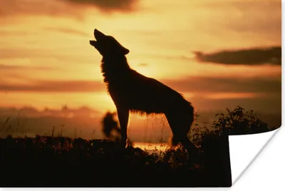 Produktbild von MuchoWow® Poster Wolf - Sonne - Scherenschnitt 180x120 cm - Fotoplakat
