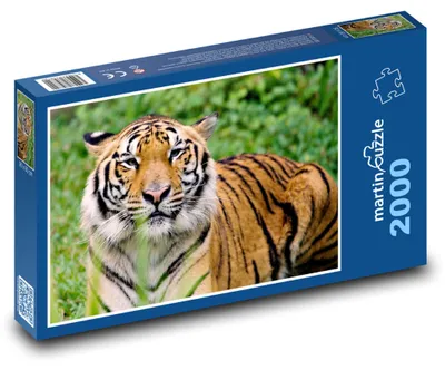 Zdjęcie produktu dla Puzzle 2000 Majestatyczny tygrys w dżungli - martinpuzzle