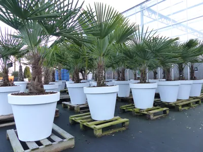Produktbild von XXL Palme winterhart inkl. Pflanzkübel weiß, 180 - 220 cm Trachycarpus fortunei, Hanfpalme,