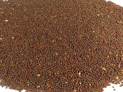 Produktbild von Senfkörner braun/schwarz ganz Naturideen® 100g