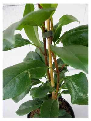 Produktbild von Immergrüne Kletterhortensie - Hydrangea seemannii - 40-60 cm