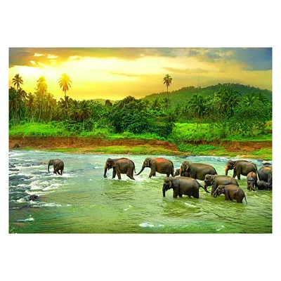Image de Forêt tropicale