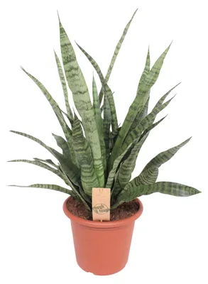 Produktbild von Sansevieria Diamantgrün - 70-80cm - Ø25cm - Zimmerpflanze - Immergrün - Kakteen und Sukkulenten