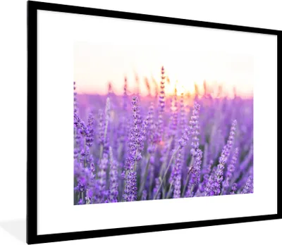 Produktbild von MuchoWow® Gerahmtes Poster Lavendel - Nahaufnahme - Lila - Blumen 80x60 cm - Poster mit Schwarzem Bilderrahmen Wandposter Rahmen Foto Bilder - Schlafzimmer-Dekorationen - Fotoposter